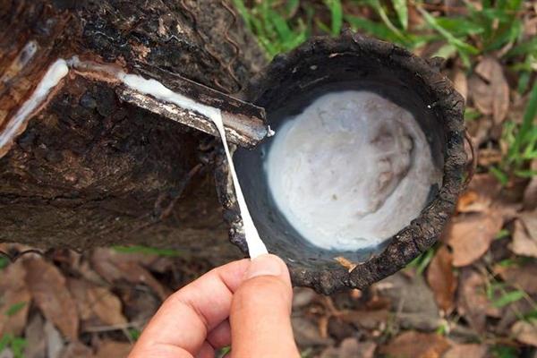 Filippijnen willen de natuurlijke rubberindustrie nieuw leven inblazen 